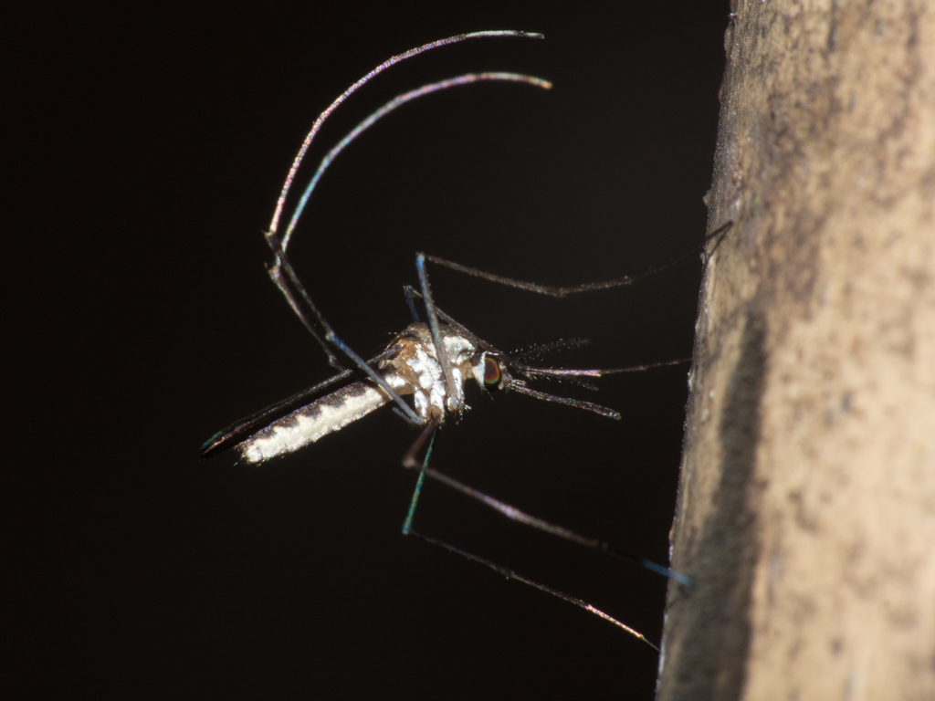 Wyeomyia