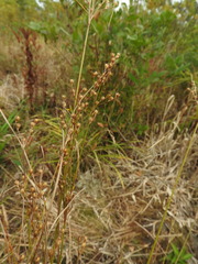 Juncus anthelatus