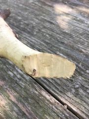 Castorimorpha