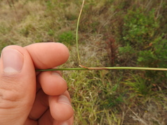 Juncus anthelatus