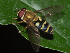 Syrphus phaeostigma