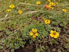 Bidens anthemoides