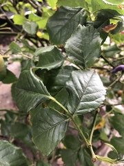 Rosa