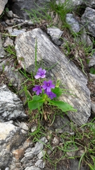 Primula latifolia
