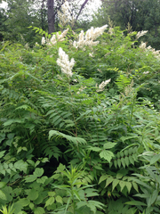 Ebereschen-Fiederspiere (Sorbaria sorbifolia): Herkunft und Verwendung — Foto 2