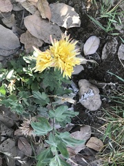 Asteraceae