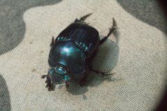 Coprophanaeus saphirinus