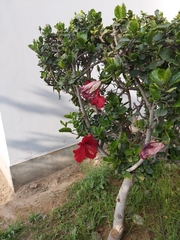Magnoliopsida