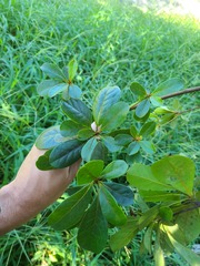 Terminalia tetraphylla