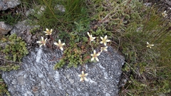Saxifraga bryoides