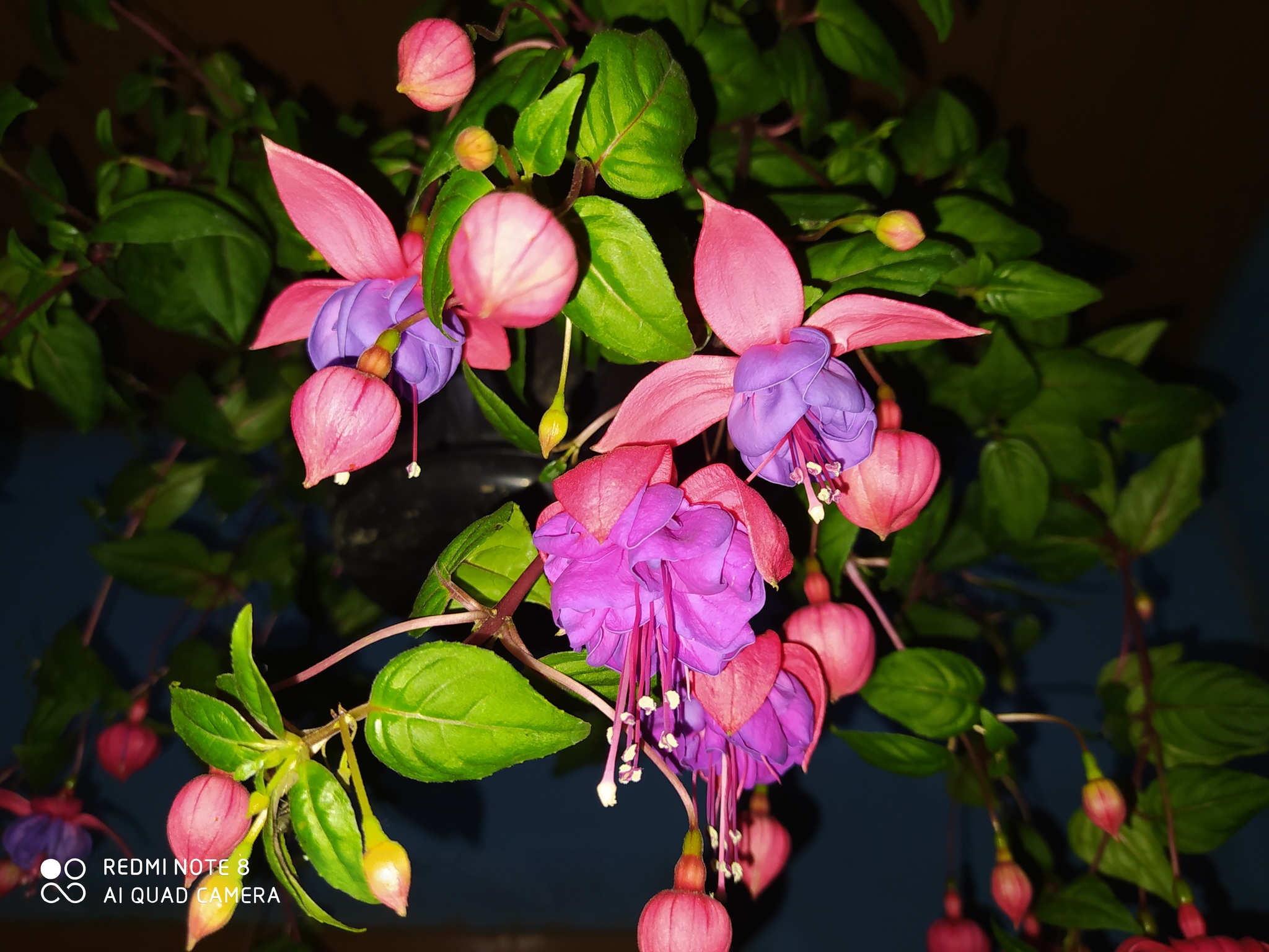 Fuchsia hybrida
