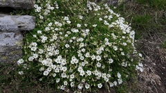 Cerastium uniflorum