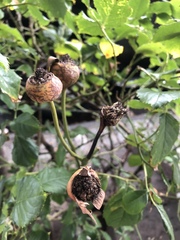 Rosa