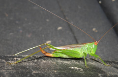 Orchelimum silvaticum