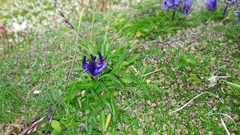 Phyteuma globulariifolium