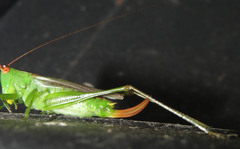 Orchelimum silvaticum