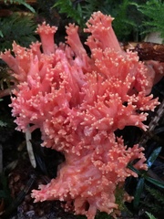 Ramaria araiospora