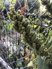 Amaranthus