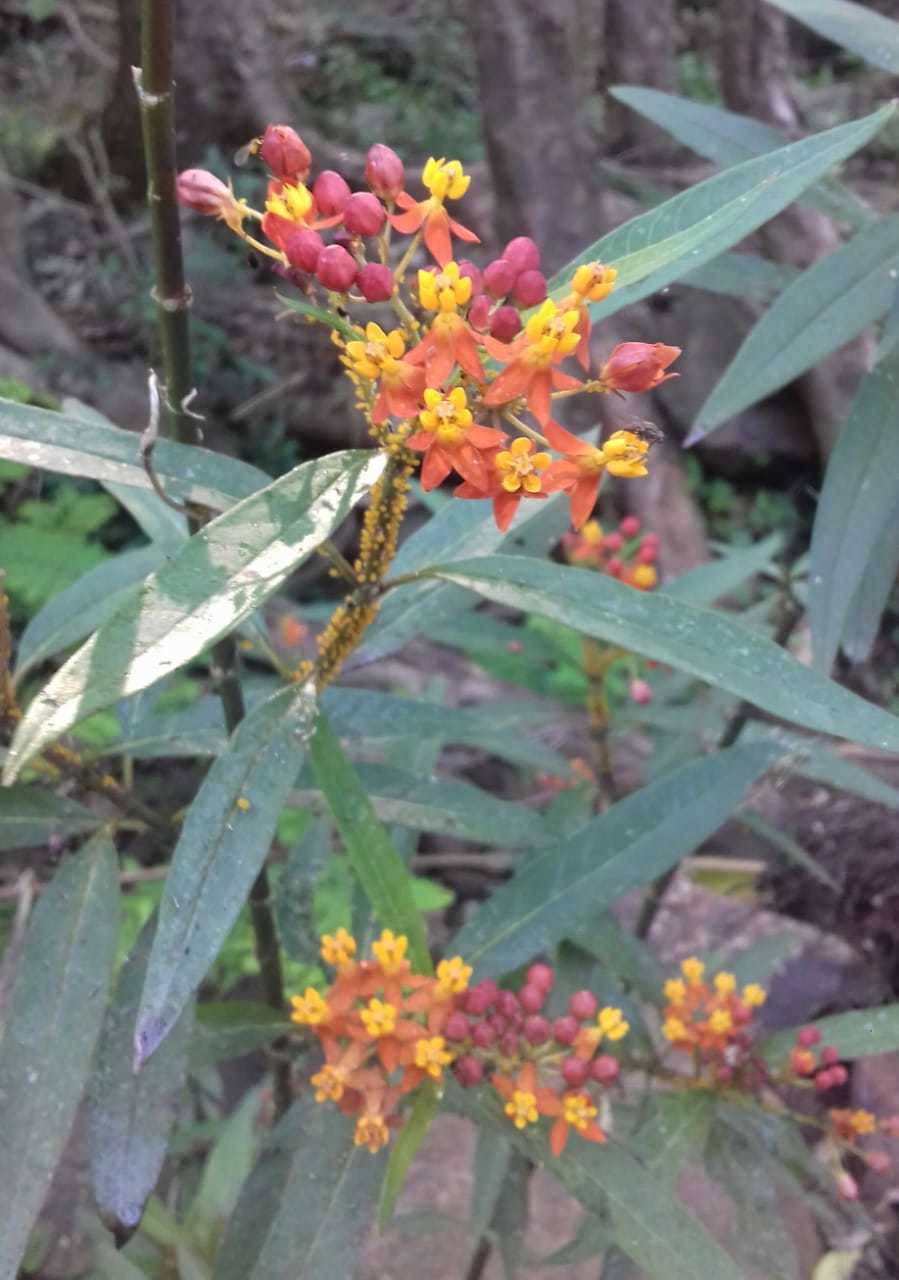 Asclepias curassavica