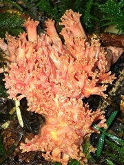 Ramaria araiospora