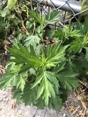 Artemisia vulgaris