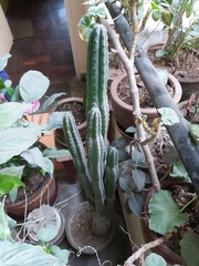 Spathiphyllum wallisii