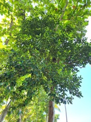 Pimenta racemosa grisea