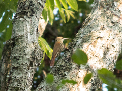 Lepidocolaptes falcinellus
