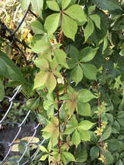 Parthenocissus quinquefolia