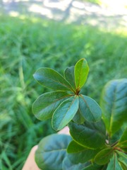 Terminalia tetraphylla