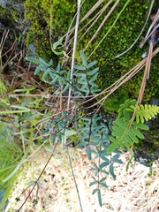 Pellaea ternifolia