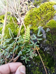 Pellaea ternifolia