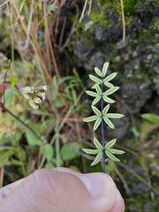 Pellaea ternifolia