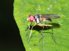 Neotanypeza