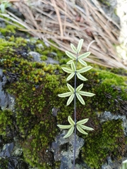 Pellaea ternifolia