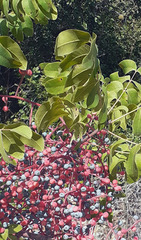 Pistacia terebinthus palaestina
