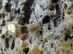 Metavonones hispidus