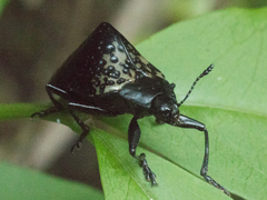 Cypherotylus tigrinus