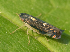 Diedrocephala