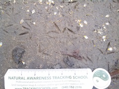 Charadrius vociferus