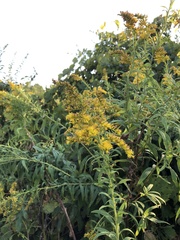Solidago canadensis
