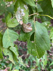 Mastophora