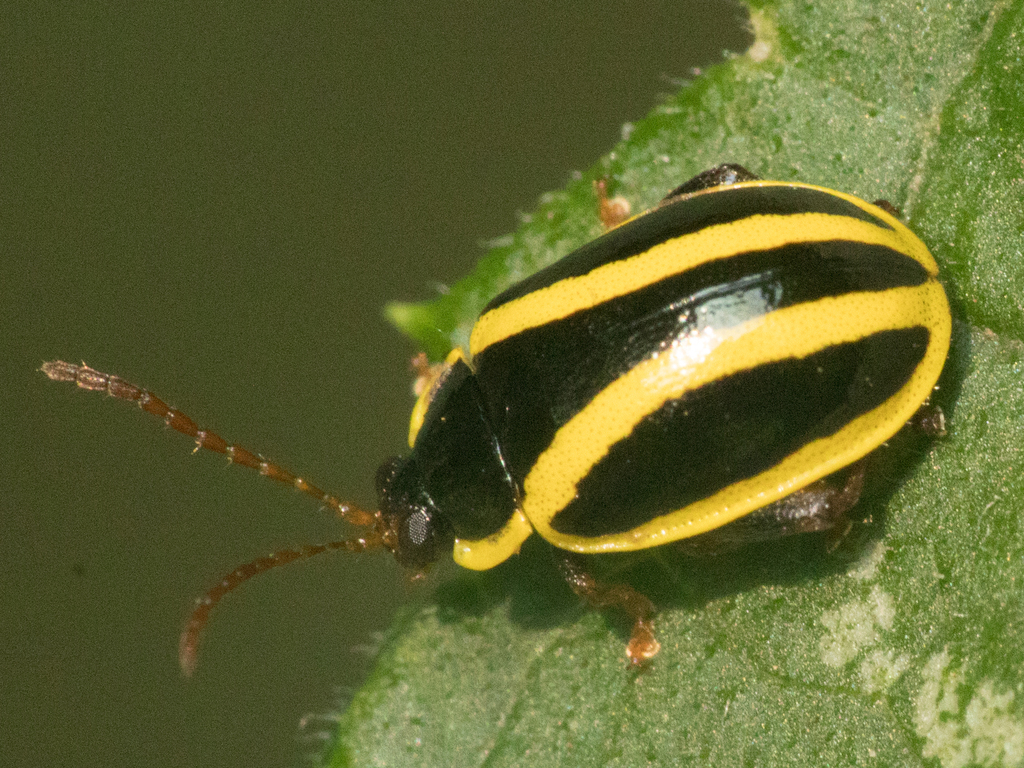 Alagoasa crassipleura