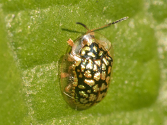 Cteisella confusa