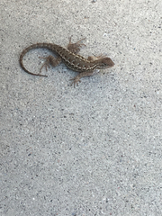 Sceloporus occidentalis
