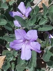 Ruellia parryi