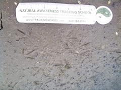 Charadrius vociferus