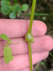 Neolasioptera impatientifolia