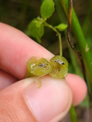 Neolasioptera impatientifolia