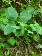 Neolasioptera impatientifolia